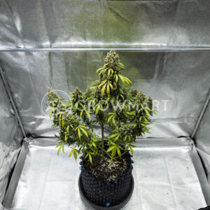 Cookies_Gelato_Auto_seminka_konopi