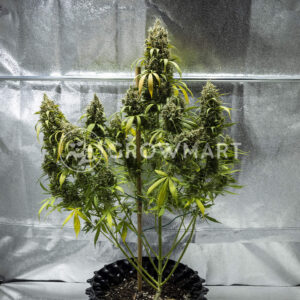 Cookies_Gelato_Auto_seminka_konopi