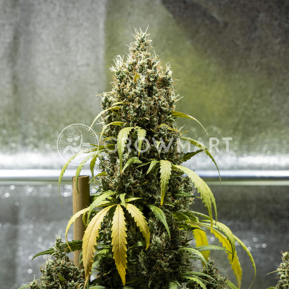Cookies_Gelato_Auto_seminka_konopi