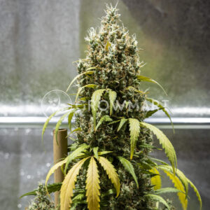 Cookies_Gelato_Auto_seminka_konopi