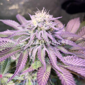 Cookies_USA_Feminizované_semínka_konopí