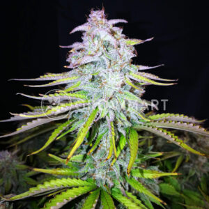 Cosmos_F1_CBD_Auto_seminka_konopi