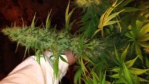 SamSara seeds - CRAZY MISS HYDE AUTO ® | Autoflowering cannabis seeds - Image 6