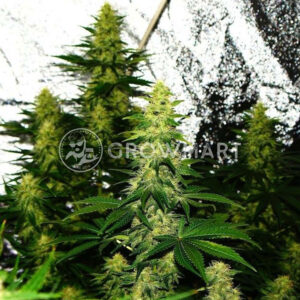 Crazy_Miss_Hyde_Auto_Autoflower_semínka_konopí