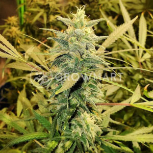 Crazy_Miss_Hyde_Auto_Autoflower_semínka_konopí