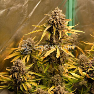 Cream_Caramel_Auto_samonakvetaci_seminka_konopi