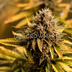 Cream_Caramel_Auto_samonakvetaci_seminka_konopi