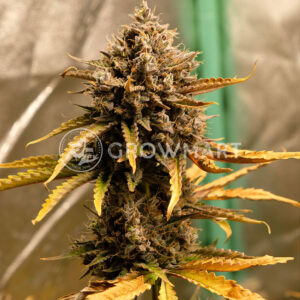 Cream_Caramel_Auto_samonakvetaci_seminka_konopi