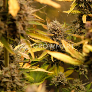 Cream_Caramel_Auto_samonakvetaci_seminka_konopi