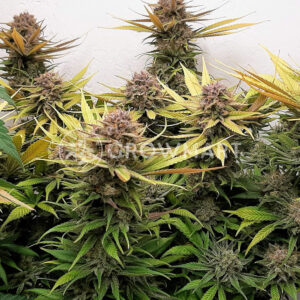 Cream_Caramel_CBD_Feminizovaná_semínka_konopí