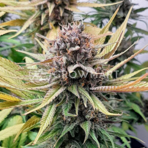 Cream_Caramel_CBD_Feminizovaná_semínka_konopí