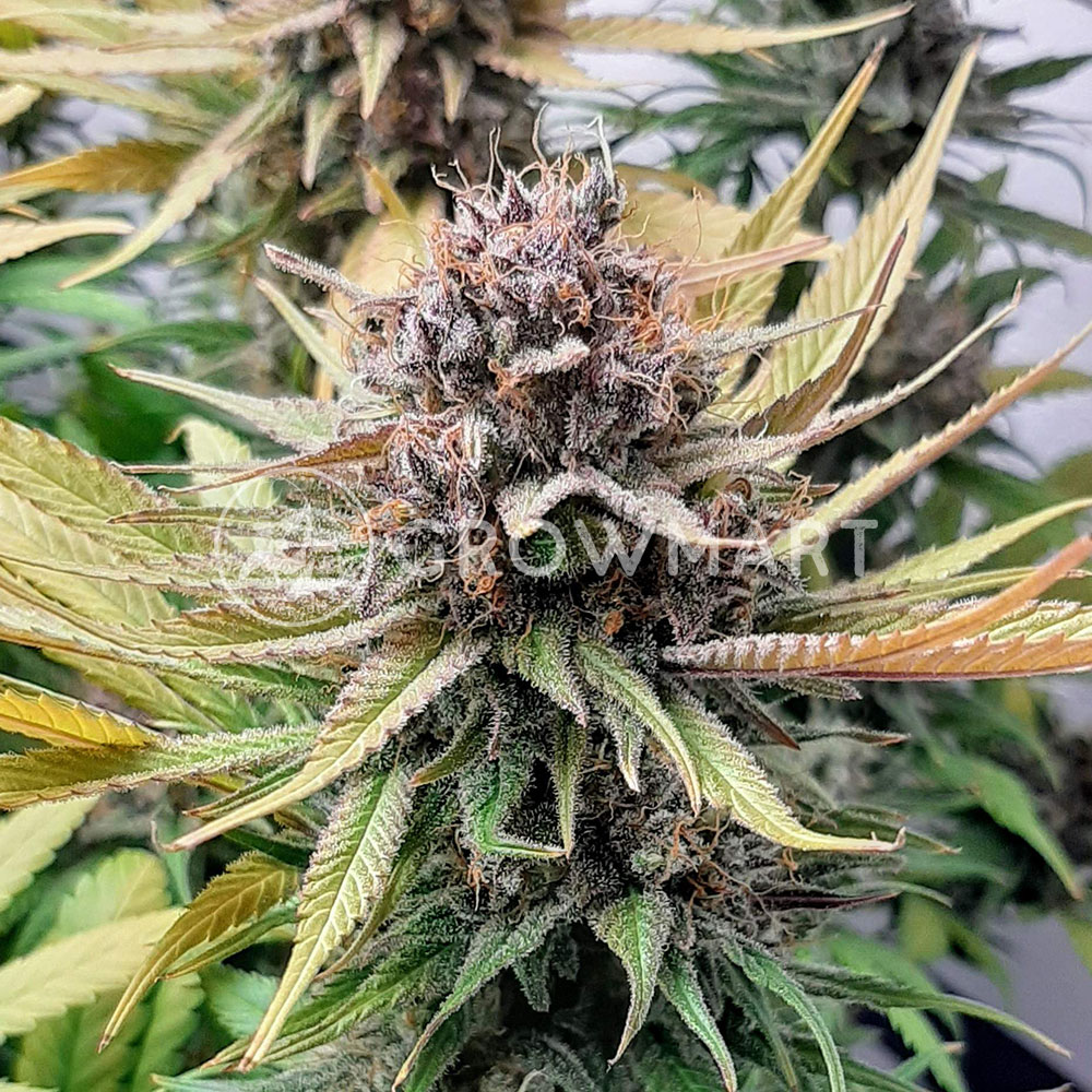 Cream_Caramel_CBD_Feminizovaná_semínka_konopí