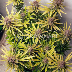 Cream_Caramel_CBD_Feminizovaná_semínka_konopí