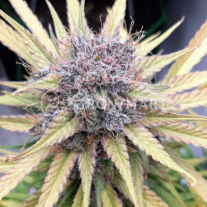 Cream_Caramel_CBD_Feminizovaná_semínka_konopí