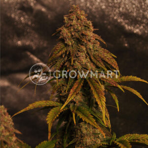 Cream_Mandarine_XL_Auto_Samokvetoucí_semínka_konopí