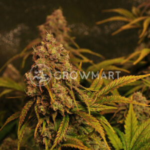 Cream_Mandarine_XL_Auto_Samokvetoucí_semínka_konopí