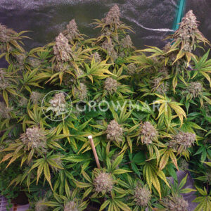 Cream_Mandarine_XL_Auto_Samokvetoucí_semínka_konopí