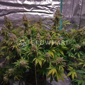 Cream_Mandarine_XL_Auto_Samokvetoucí_semínka_konopí