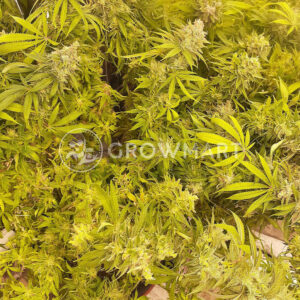 Cream_&_Cheese_CBD_1_seminka_konopi