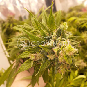 Cream_&_Cheese_CBD_1_seminka_konopi
