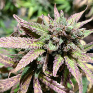 Cream_&_Cheese_CBD_1_seminka_konopi