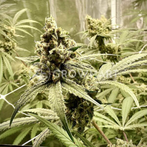 Critical_Seminka_konopi