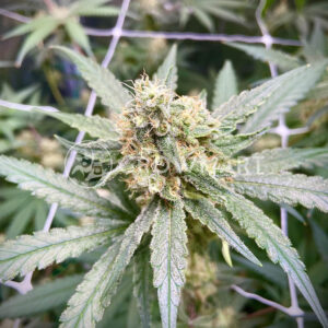 Critical_Seminka_konopi