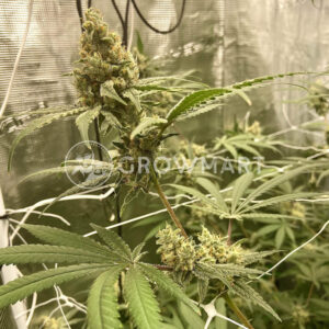 Critical_Seminka_konopi