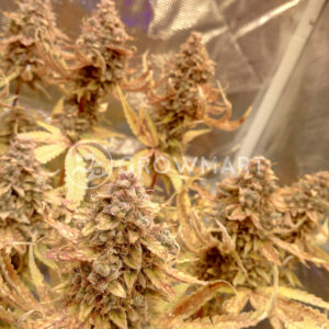 Critical_Blue_Auto_Autoflowering_semínka_konopí