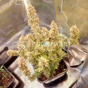 Critical_Blue_Auto_Autoflowering_semínka_konopí