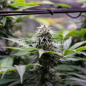 Critical_Gorilla_Feminizované_semínka_konopí
