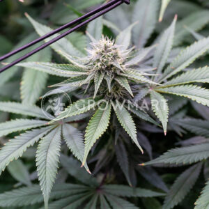 Critical_Gorilla_Feminizované_semínka_konopí