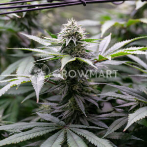 Critical_Gorilla_Feminizované_semínka_konopí