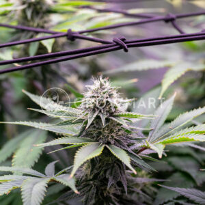Critical_Gorilla_Feminizované_semínka_konopí