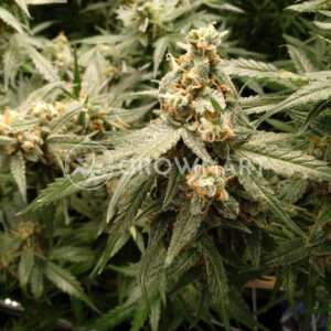 Critical_Jack_Herer_Feminizované_semínka_konopí