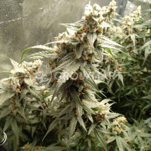 Critical_Jack_Herer_Feminizované_semínka_konopí