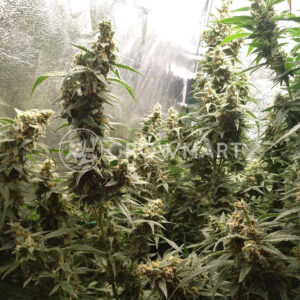 Critical_Jack_Herer_Feminizované_semínka_konopí