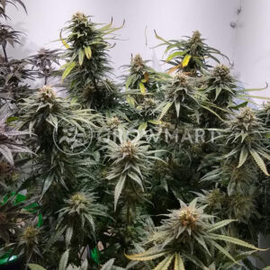 Critical_Lights_Feminizované_semínka_konopí