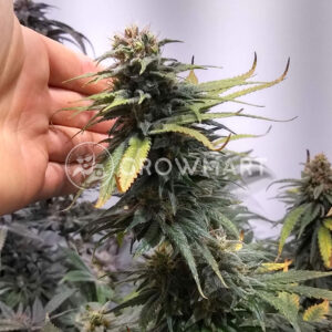 Critical_Lights_Feminizované_semínka_konopí
