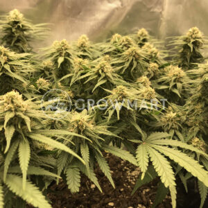 Critical_Mass_Feminizované_semena_konopí