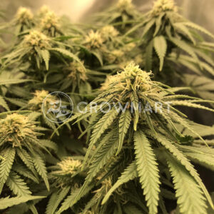 Critical_Mass_Feminizované_semena_konopí