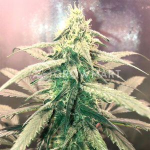 Critical_Neville_Haze_2_Feminizované_semena_konopí