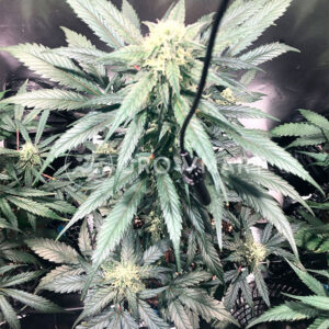 Critical_Neville_Haze_2_Feminizované_semena_konopí