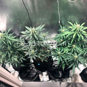 Critical_Neville_Haze_2_Feminizované_semena_konopí