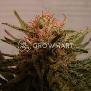 Critical_Neville_Haze_2_Feminizované_semena_konopí