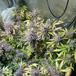 Critical_Orange_Punch_Feminizovaná_semínka_konopí