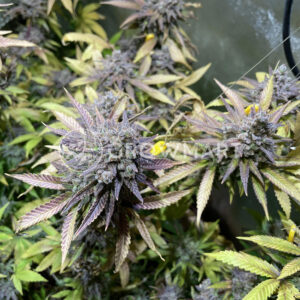 Critical_Orange_Punch_Feminizovaná_semínka_konopí