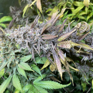 Critical_Orange_Punch_Feminizovaná_semínka_konopí