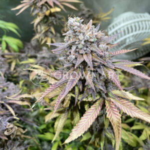 Critical_Orange_Punch_Feminizovaná_semínka_konopí