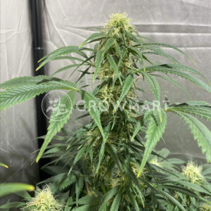 Critical_Poison_Fast_Feminizované_semínka_konopí